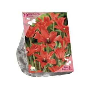Bees & Butterflies - Tulipa Linifolia per 30