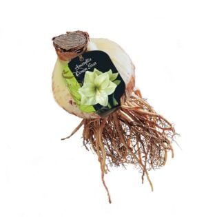 Amaryllis Lemon Star (Steeketiket)