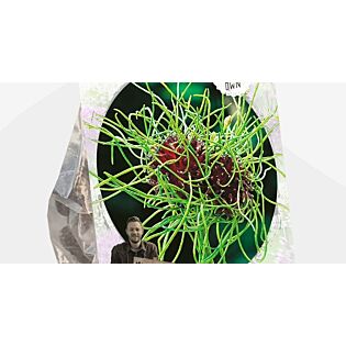Allium Hair (Sp) per 3 Allium Hair (Sp) per 3