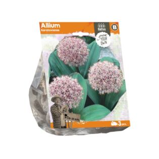 Allium Karatviense (Sp) per 3 Allium Karatviense (Sp) per 3