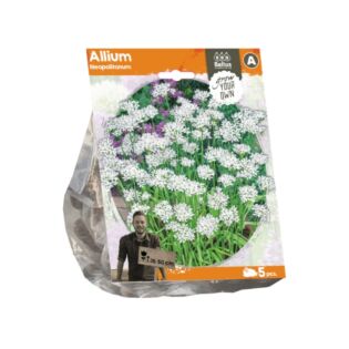 Allium Neopolitanum (Sp) per 5 Allium Neopolitanum (Sp) per 5