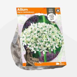 Allium Nigrum Multibulbosum (Sp) per 3 Allium Nigrum Multibulbosum (Sp) per 3