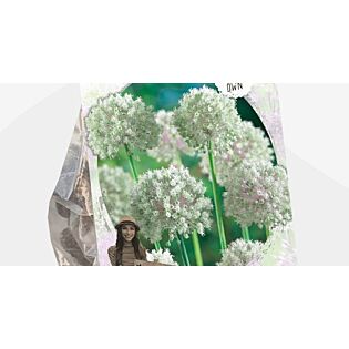 Allium White Cloud (Sp) per 5 Allium White Cloud (Sp) per 5