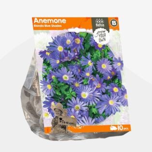 Anemone Blanda Blue Shades (Sp) per 10 Anemone Blanda Blue Shades (Sp) per 10