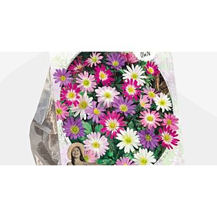 Anemone Blanda Mixed (Sp) per 20 Anemone Blanda Mixed (Sp) per 20
