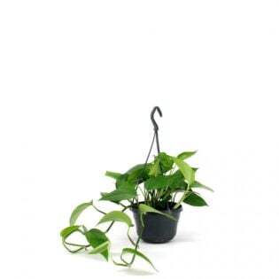 Epipremnum Aureum Hangpot