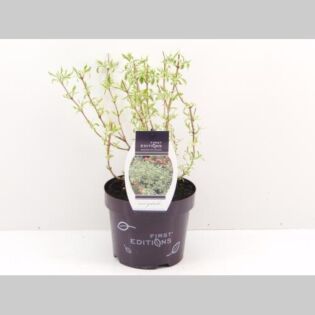 Diervilla sess 'Cool Splash'® Diervilla sess 'Cool Splash'®