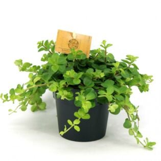 Zwanenkruid - Peperomia rotundifolia