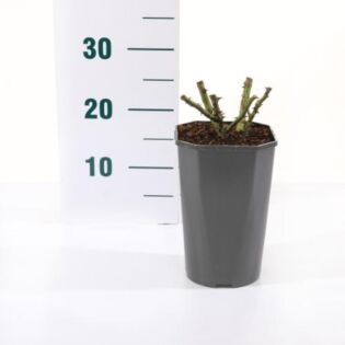 rosa 'Aquarell'® rosa 'Aquarell'®