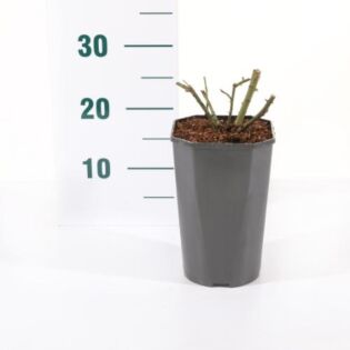 Rosa 'Eeuwige Passie'® Rosa 'Eeuwige Passie'®