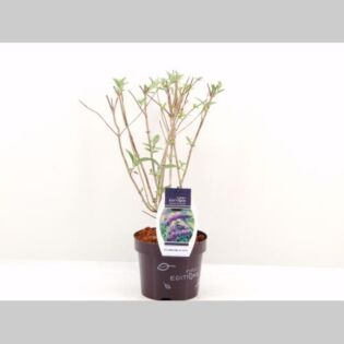 Buddleja d. 'Psychedelic Sky' Buddleja d. 'Psychedelic Sky'