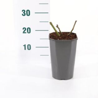 Rosa 'Eden Rose'® Rosa 'Eden Rose'®