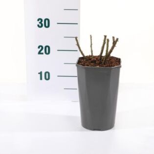 Rosa 'Rose De Rescht'