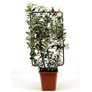 Elaeagnus ebb. 'Compacta'