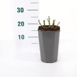 rosa 'wei&szlig;e Wolke'&reg;