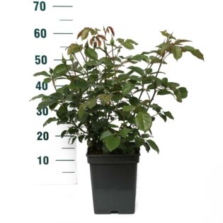 rosa 'Natasha Richardson'