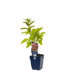 Koninginnekruid - Eupatorium mac. 'Atropurpureum' Koninginnekruid - Eupatorium mac. 'Atropurpureum'