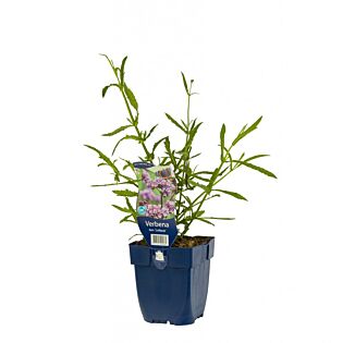 IJzerhard - Verbena bonariensis 'Lollipop'