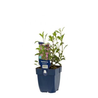 IJzerhard - Verbena off. 'Bampton'