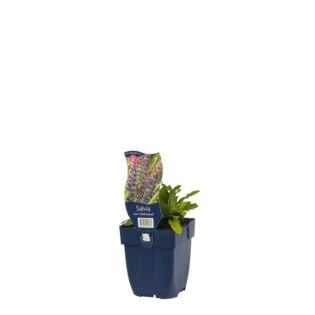 Salie - Origanum 'Ostfriesland'