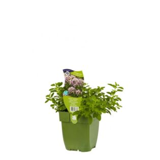 Wilde Marjolein - Origanum 'Compactum'