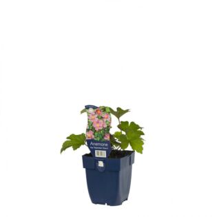 Anemoon - Anemone hup. 'September Charm' Anemoon - Anemone hup. 'September Charm'