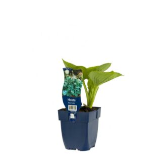 Hartlelie - Hosta 'Blue Cadet'