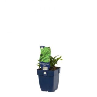 Eikvaren - Origanum '' Eikvaren - Origanum ''