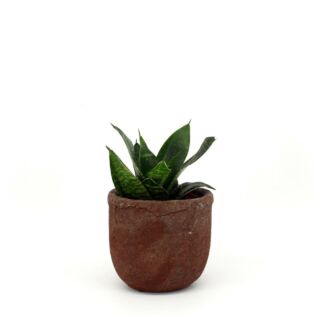 Sansevieria Hahnii