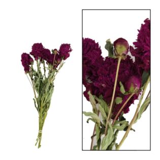 Bos peony gedroogd rood Bos peony gedroogd rood