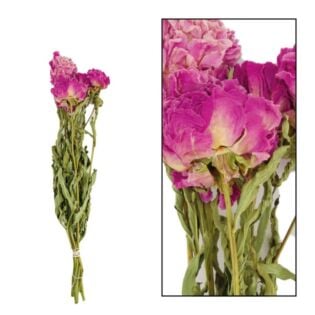 Bos peony gedroogd rood