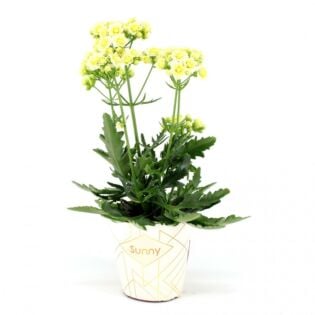 Kalanchoe "Sunny White"