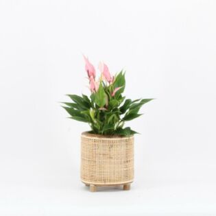 Anthurium Lilli 12cm