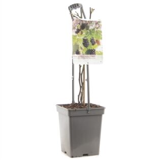 Doornloze Braam - Rubus fruticosus Thornless Evergreen 18cm