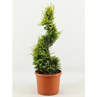 Cupressocyparis l. 'Gold Rider'