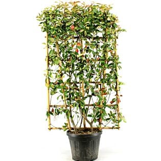 Photinia fraseri 'Red Robin'