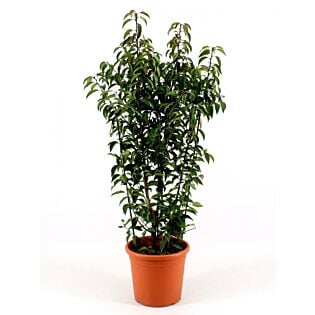 Prunus L. 'Angustifolia'
