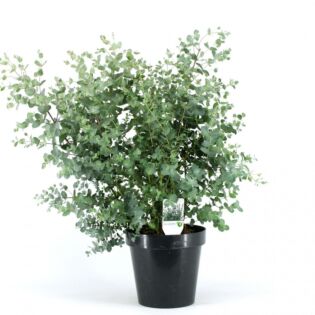 Eucalyptus gunnii struik