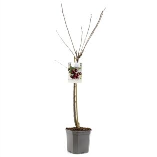 Kersenboom - Prunus avium 'Kordia' Kersenboom - Prunus avium 'Kordia'