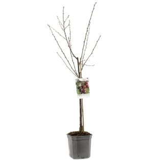 Zure Kersenboom - Prunus Cerasus 'Morel' Zure Kersenboom - Prunus Cerasus 'Morel'