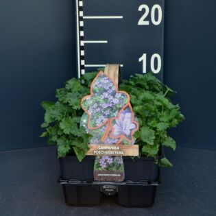 Kruipklokje - Campanula poscharskyana Kruipklokje - Campanula poscharskyana