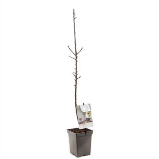 Polka zuil appelboom - Malus domestica Polka Polka zuil appelboom - Malus domestica Polka