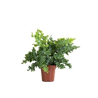 Blauwvaren - Phlebodium Davana