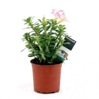 Woestijnroos - Adenium Obesum "roze"