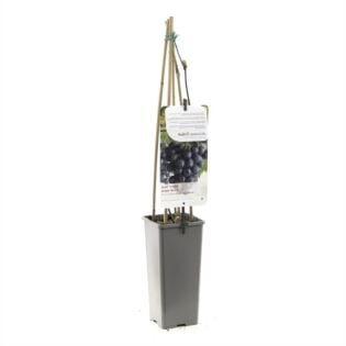Blauwe druif - Vitis vinifera 'Boskoop Glory'