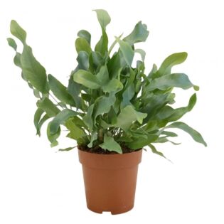 Phlebodium aur. Blue Star P12