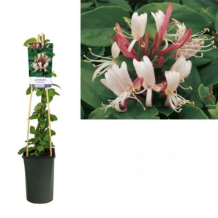 Kamperfoelie - Lonicera japonica 'Red World'