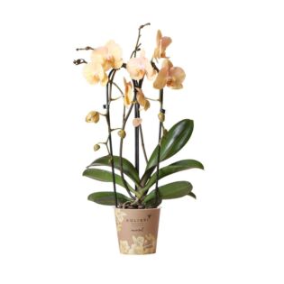 Orchidee - Phalaenopsis 'Niagara fall Golden River'