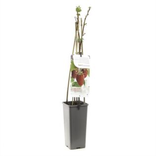 Zomerframboos - Rubus Idaeus Tulamagic