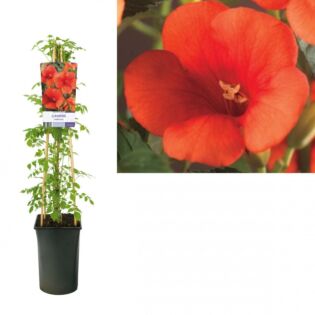 Trompetbloem - Campsis Radicans Trompetbloem - Campsis Radicans
